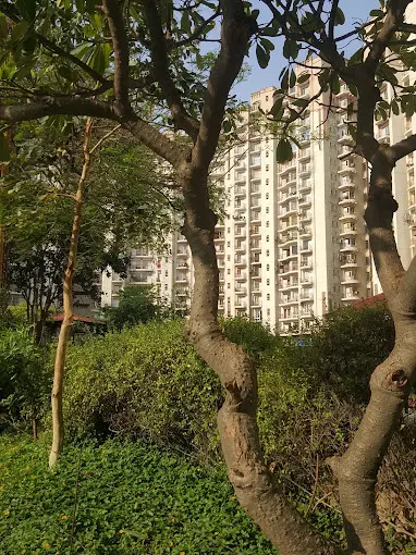 Mature trees and greenery in the Essel Tower grounds